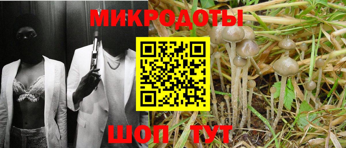 Галлюциногенные грибы Psilocybe Горячий Ключ